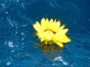 sunflower Sea Star Burials offers the scattering of ashes at sea